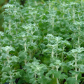 500 White Horehound Herb Seeds (Marrubium vulgare), Bitter Flavor, 10-18" Tall,