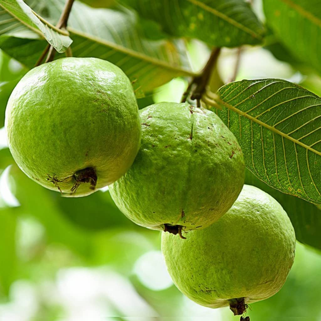 20 Giant Bangkok White Guava Seeds – Organic Non-GMO Sweet Fruit Tree, Psidium Guajava, Tropical Indoor/Outdoor Plant