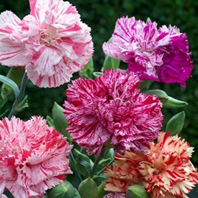 Double Picotee Mix Carnation Seeds | Fragrant Cut Flowers | Non-GMO |  | Zones 4-9