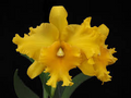 Rlc Pathoon Delight 'Golden Sun' Orchid | Live Starter Plant | Yellow Bloom | 3-Inch Potted Tropical Orchid | Indoor & Outdoor