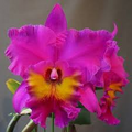 Cattleya Rlc King of Taiwan Orchid Small Seedling | Purple Blooms | Live Starter Plant | Tropical Potted for Indoor & Outdoor