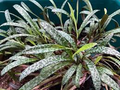 Succulent Ledebouria socialis Silver Squill – 1 Live Plant, Variegated, Drought-Tolerant Houseplant