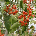 Washington Hawthorn Tree | Live Bare Root Plant | Crataegus phaenopyrum | 18-24" | Songbird Friendly | Zones 3–10