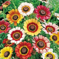 Painted Daisy Seeds - Non-GMO, Yellow/Red/White Blooms, Attracts Pollinators, Drought Tolerant, USDA Zones 3-10,