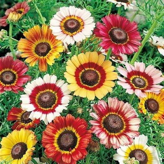 Painted Daisy Seeds - Non-GMO, Yellow/Red/White Blooms, Attracts Pollinators, Drought Tolerant, USDA Zones 3-10,
