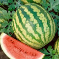 All Sweet Watermelon Seeds | Heirloom, Non-GMO | 25-30 lbs Fruit | 90 Days | USDA Zones 3-10 |
