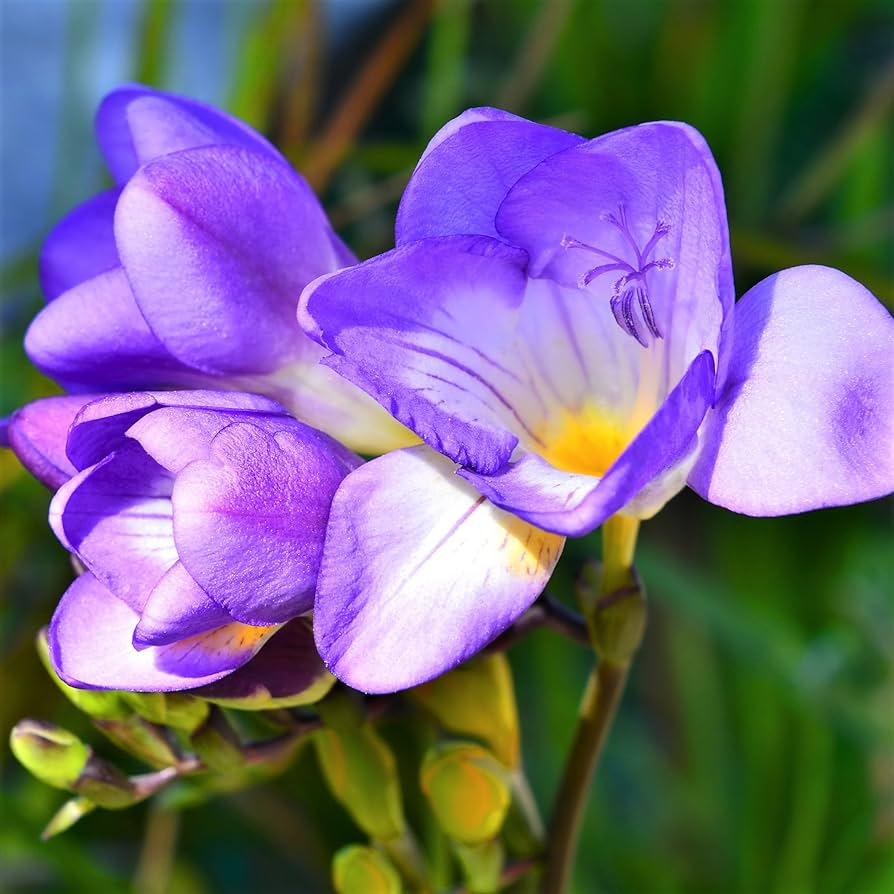 Freesia Single Blue Bulbs - 5 Fragrant Flower Bulbs, Violet-Blue Blooms, Perfect for Gardens & Containers, USDA Zones 9-10