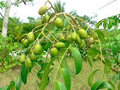 June Plum Tree (Spondias dulcis) 2’ Tall | Tropical Fruit Tree with Flowers Ready to Bear Fruit