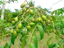 June Plum Tree (Spondias dulcis) 2’ Tall | Tropical Fruit Tree with Flowers Ready to Bear Fruit