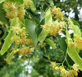 Littleleaf Linden Tree, Tilia Cordata, Live Bare Root, Pyramidal Shape, Fragrant Yellow Flowers, Shade Tree, 2-3’ Tall, Zones 3-8