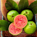 Ruby Red Guava Tree | 8"-10" Tropical Live Plant | Ready to Plant Fruit Tree | Easy to Grow | Subtropical & Tropical Zones