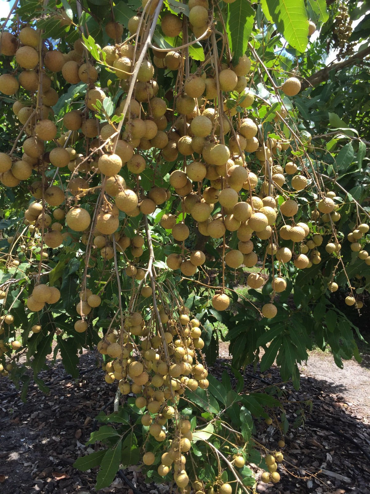 Longan Tree Dimocarpus Dragon Eye - 6” Seedling with Pot - Tropical Fruit Tree, Ready to Plant