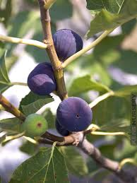 Texas Blue Giant Fig Seeds - 100 Rare Fruit Tree Seeds - USA Grown -  - Sweet Blue Figs - Heat Tolerant - Home Orchard