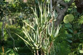 Aloe ciliaris (Climbing Aloe) Starter Cutting - 4" Succulent from South Africa, Easy to Root