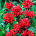 Cherry Red Monarda Bee Balm Plants (Lot of 2) | Live Perennial Flowers | Butterfly Magnet | Vibrant Blooms | Full Sun