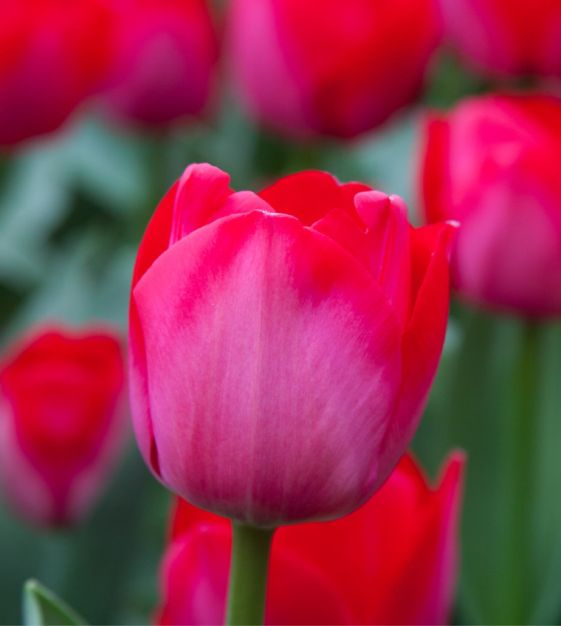 Tulip Spryng Tide Bulbs - 5 Deep Rose Red & Silver Sheen Bulbs, Fragrant, Weather-Resistant, USDA Zones 3-8