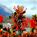 10 Chilean Firebush Tree Seeds (Embothrium coccineum) – Rare Scarlet Flame Red Tubular Flower, Hummingbird Magnet, Ornamental