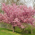 Kwanzan Cherry Blossom Starter Plant | 8-10” Live Tree | Prunus serrulata | Japanese Ornamental Tree | Spring Blooms | Well-Rooted