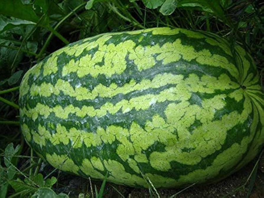 50 Carolina Cross Watermelon Giant Melon Seeds - USA Grown -  - Prize-Winning Variety - Sweet Juicy Fruit - Home Garden