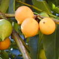 Yellow Mangosteen (Garcinia xanthochymus) Live Fruit Tree 12"-24" - Tropical Evergreen with Delicious Exotic Fruits