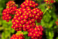 Red Yarrow Seeds | Non-GMO | Ruby-Red Flowers | Attracts Pollinators | Drought Tolerant | USDA Zones 3-9 |