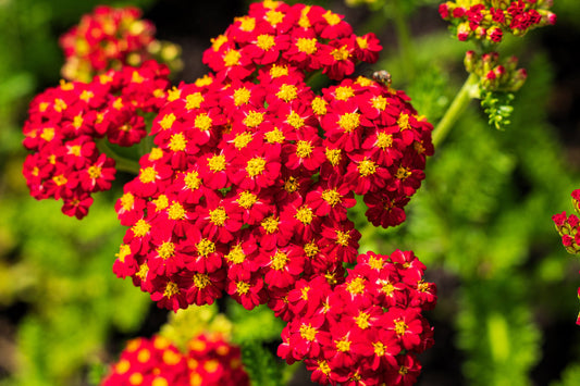 Red Yarrow Seeds | Non-GMO | Ruby-Red Flowers | Attracts Pollinators | Drought Tolerant | USDA Zones 3-9 |