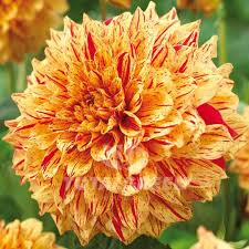 Dahlia Gloriosa 1 Live Flower Plant Bulb Tuber – Yellow Red Variegated, 6.5" Flowers, Mid-Season Bloomer