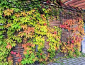 5 Unroot Cuttings Virginia Creeper Vine (Parthenocissus quinquefolia) - Five-Leaved Ivy for Garden, Wall Covering & Outdoor Landscaping