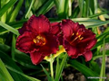 Cranberry Baby Daylily - Ruffled Red Blooms, Dwarf, Re-Blooming, Attracts Pollinators, USDA Zones 3-10