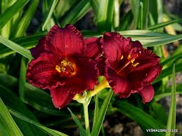 Cranberry Baby Daylily - Ruffled Red Blooms, Dwarf, Re-Blooming, Attracts Pollinators, USDA Zones 3-10