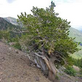 10 Bristlecone Pine Seeds (Pinus aristata) – Oldest Living Tree in the World, Rocky Mountain Native, Long-Lived, USDA Zones 4-7