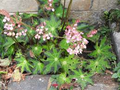 Begonia heracleifolia Starter Plant - Hybrid Rhizomatous Star Begonia - Unique Foliage for Indoor Decor, Terrariums & Tropical Gardens