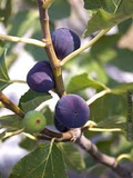 Texas Blue Giant Fig Seeds - 100 Rare Fruit Tree Seeds - USA Grown -  - Sweet Blue Figs - Heat Tolerant - Home Orchard