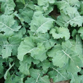 Premier Kale Seeds | Early Hanover | Heirloom | Cold-Hardy | Non-GMO |  | Zones 3-9