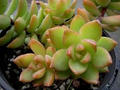 Sedum Adolphi Golden Glow - 3 Live Cuttings, Yellow-Green Rosettes, Orange-Red Highlights, Perfect for Succulent Gardens