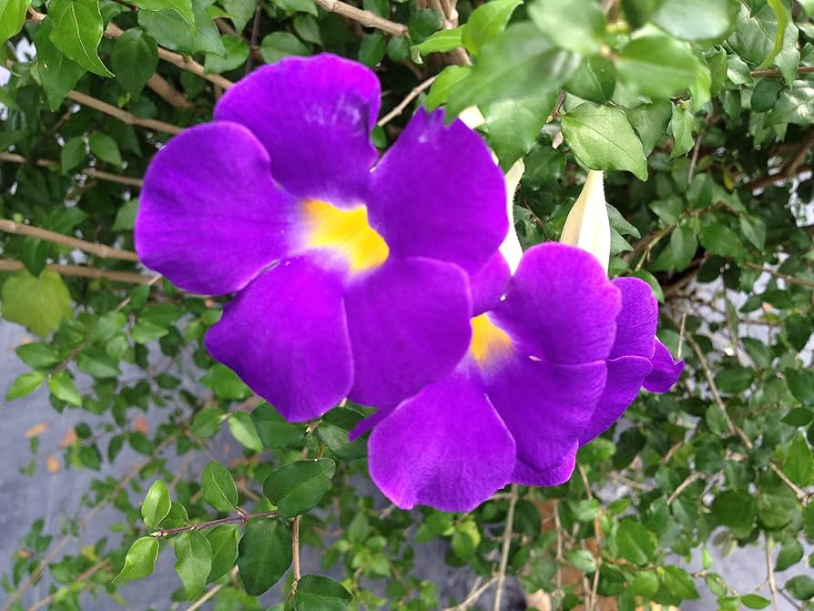 Thunbergia Erecta King’s Mantle Cuttings - 7 Purple Flowering Shrubs, Fast-Growing, Perennial, USDA Zones 9-11
