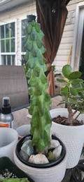 3" Ish Boobie Cactus Starter Plant - Unique Live Cactus Cutting - Add Heatpack/Insulation for Cold Weather