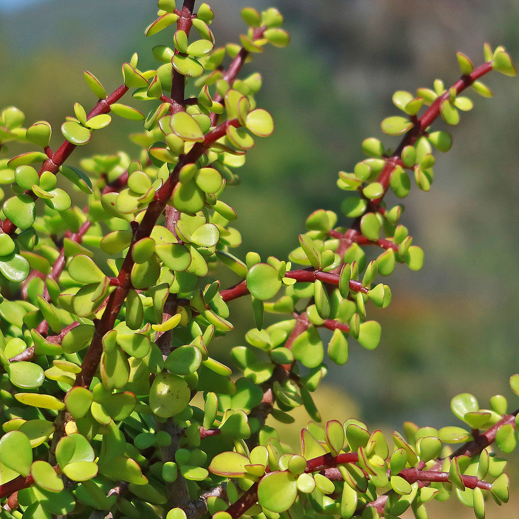 Portulacaria afra Green Elephant Bush - Rare Mini Jade Tree Bonsai - 4" Bare Root Plant - Easy to Care For