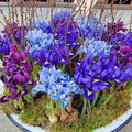 Iris Reticulata Mix Bulbs - Purple & Blue Dwarf Iris, 4-6" Tall, Early Spring Blooms, Hardy Zones 4-9, Perfect for Borders and Naturalizing