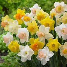 Narcissus Trumpet Daffodil Mix – 6 Flower Plant Bulbs, Yellow, White, Orange, Pink, Bright Colors