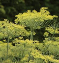 Dukat Dill Seeds | 500 Seeds | Heirloom, Non-GMO | Sweet & Aromatic | 2-4 ft Tall | USDA Zones 3-9 |