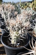 7 Tephrocactus Weberii Rooted Cuttings - White Thorns Cactus - Rare Collector’s Specimen