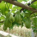 3 Chayote Squash Mirliton Live Plants – Ships in Pot – Fast-Growing Edible Vine – Ready to Plant