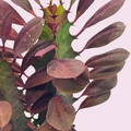 African Milk Tree (Euphorbia trigona) 4–8" Rooted Cutting | Low-Maintenance Succulent | Indoor/Outdoor Plant | Striking Red Color
