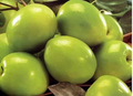 Taiwan Green Jujube – 4 Unroot Cuttings, 10" Long, Juicy Sweet Fruit 19 Brix, Large Harvest Tree