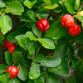 Acerola Barbados Cherry Plant (Malpighia emarginata) | Vitamin C-Rich Fruit, Evergreen Shrub, USDA Zones 9-12