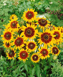 Gloriosa Daisy Seeds | Non-GMO | Yellow & Red Blooms | Drought Tolerant |