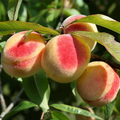 Prunus Persica California Peach Cuttings, 7 Live 6” Plants, Edible Sweet Fruit, Fast-Growing, USDA Zones 5-9, Organic