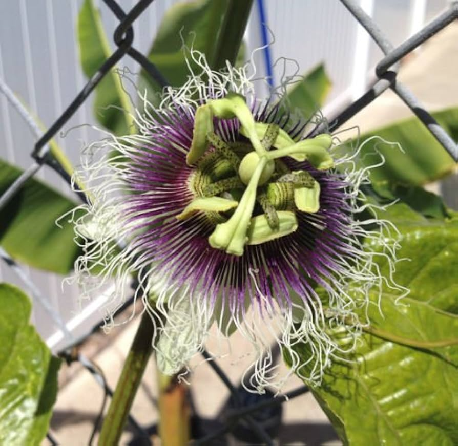 Red Passion Fruit Starter Plant - Passiflora edulis Live Vine 1'-2' | Tropical Fruit Plant for Home Garden