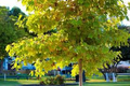 American Sycamore Tree Starter Plant | Live Bare Root | Fast-Growing Shade Tree for Zones 3-9 | 2-3 Feet Tall